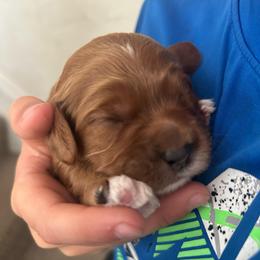 Coduroy - Brown male Cavapoo puppy in Reading, Pennsylvania from The Mexican Clan...