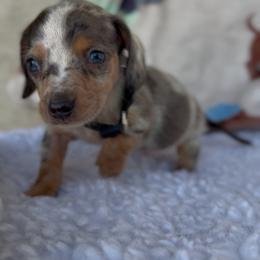 Boy 5 - Dapple male Dachshund puppy in Bakersfield, California from KC Doxies