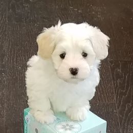 Havanese from Havanese By Wepraze