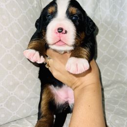 Bernese Mountain Dog Puppies from J & J Meadows