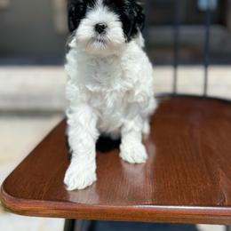 Oreo - Black and white female Assorted Doodle Crosses puppy in Lyman, Wyoming from Backcountry Doodles