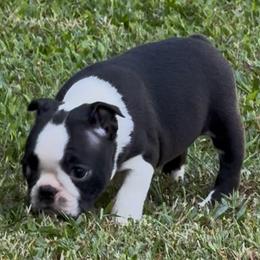 Dee - Seal and white female Boston Terrier puppy in Williamsburg, Virginia from McMiesz
