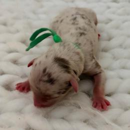 Dude - Green Collar - Red merle male Australian Shepherd puppy in San Marcos, California from Faith Family Freedom Farm