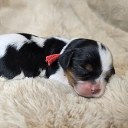 Tulip - Tri-color female Cavalier King Charles Spaniel puppy in Wildomar, California from Enchanted Rose Cavaliers