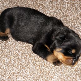 Rottweiler Puppies from Mountain High Kennels