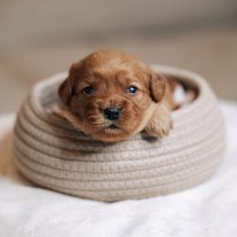 White collar girl - Red female Cavapoo puppy in Duncan, South Carolina from Abner Creek Poodles & Doodles