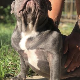 French Bulldogs from Fruggies