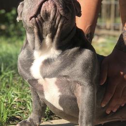 French Bulldogs from Fruggies