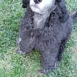 Poodle Puppies from Pearsonia poodles