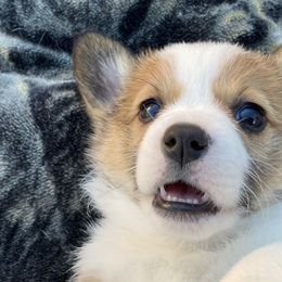 Pembroke Welsh Corgis from Gbarlranch Corgies