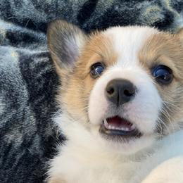Pembroke Welsh Corgis from Gbarlranch Corgies