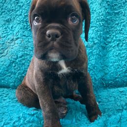 Boxer Puppies from Furevermore Boxers