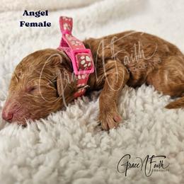 Angel - Red female Labradoodle puppy in Peyton, Colorado from Grace N Faith Doodles