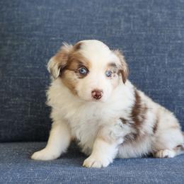 Charlie - Red merle male Miniature Australian Shepherd puppy in Hamilton, Montana from North Lake Aussies