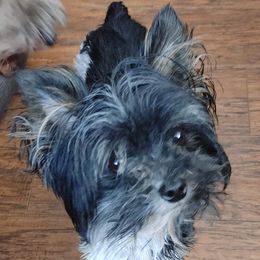 Mickey - Yorkshire Terrier