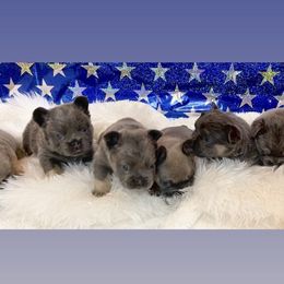 Boxer puppies from Ultra Paws Plus