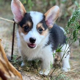 Indy-Natural bobtail Mismark - White and black male Pembroke Welsh Corgi puppy in Hope, Arkansas from Foxy Knoll Farm