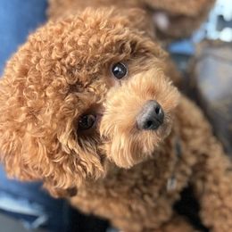 Rusty - Poodle