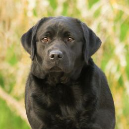 Baby - Labrador Retriever