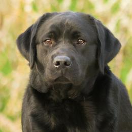 Baby - Labrador Retriever