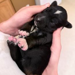 Nugget - Black tri male Miniature Australian Shepherd puppy in Romney, West Virginia from South Branch Mini Aussies