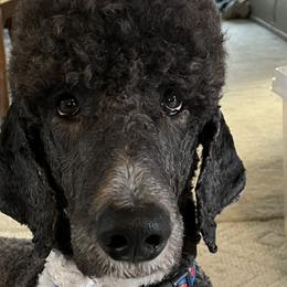 Poodles from Sanctus Standards