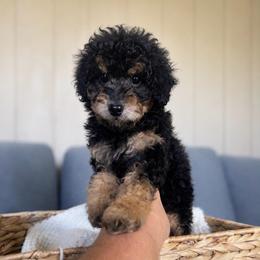 Cafe latte - Tri-color female Cavapoo puppy in Austin, Texas from Doodles of Central Texas