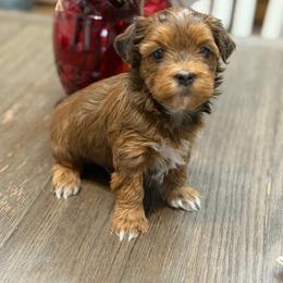 Snoopy - Black and white male Havanese puppy in Lancaster, South Carolina from 3 Bs Havanese-PUPPIES with  PURPOSE