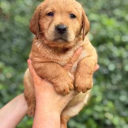 Snow White - Yellow female Labrador Retriever puppy in Canton, Georgia from Dukes Retirevers