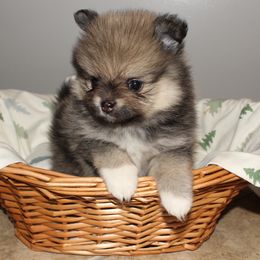 LILLY - Red sable female Pomeranian puppy in Avon Park, Florida from Mariska's Pomeranians