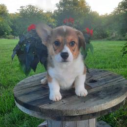 Boy 2 - Sable male Pembroke Welsh Corgi puppy in Houston, Missouri from Pistol Creek Puppies