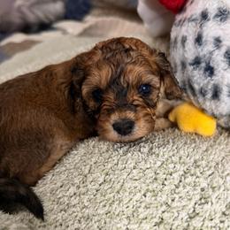 Saffron - Sable female Cavapoo puppy in Spokane, Washington from PJE Cavs and Poos