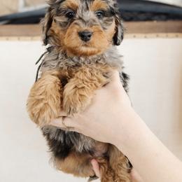 'Cardamom' Gray Bow Female - Merle female Bernedoodle puppy in Kamas, Utah from A + E Farms