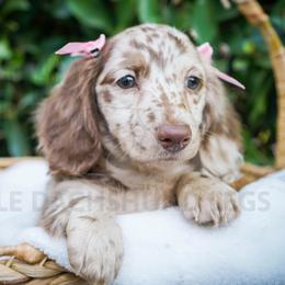 Pecan - Dapple female Dachshund puppy in Temecula, California from Naomi Magee's Dachshund Kennel
