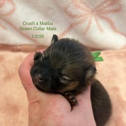 Green Collar Male - Red sable male Pomeranian puppy in Lehi, Utah from Candy Shop Poms