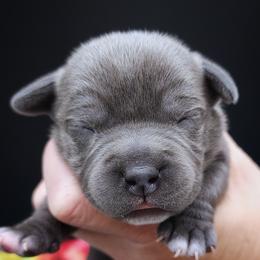 Cheerios - Staffordshire Bull Terrier puppy from Wild Blue Staffords