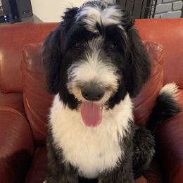 Oakleigh - Sheepadoodle