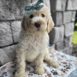 Aussiedoodle and Australian Mountain Doodle Puppies from Jagged Oaks Farm