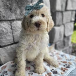 Aussiedoodle and Australian Mountain Doodle Puppies from Jagged Oaks Farm
