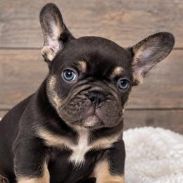 Vince - Tricolors male French Bulldog puppy in Warm Springs, Arkansas from State Line Dachshunds & Frenchies