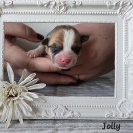 Jolly - Sable male Pembroke Welsh Corgi puppy in Citrus Heights, California from The Joy of Corgis
