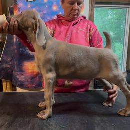 Sunny - Silver gray male Weimaraner puppy in Aitkin, Minnesota from Whispering’s GunDogs