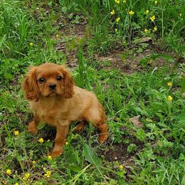 Cavalier King Charles Spaniel Puppies from Liberty Acres Kennels