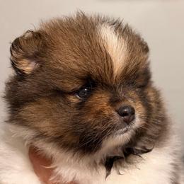 Juliet - Chocolate parti female Pomeranian puppy in Holbrook, New York from Alyce’s Angels