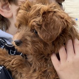 German Shepherd and Goldendoodle Puppies from Kraften K9
