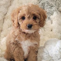 Aussiedoodle, Cavapoo, and Poodle Puppies from B&M Cottonwood Canines