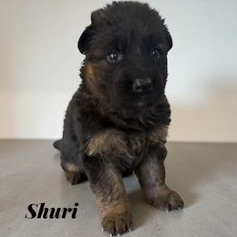 Shuri - Black and red female German Shepherd puppy in Beaverdam, Virginia from B&R Kennel
