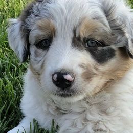 Australian Shepherds from Sweet Creek Puppies
