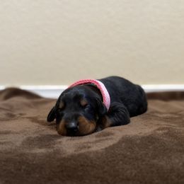 Doberman Pinscher Puppies from Obsidian Kennels