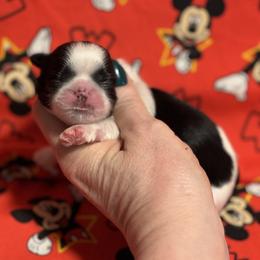 Colleen - Black and white female Shih Tzu puppy in Sharon, Pennsylvania from Keystone Danes and Shih tzus